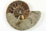 Bargain, Cut & Polished, Agatized Ammonite Fossil - Madagascar #200139-4